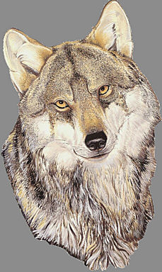 Lupo Grigio Lupo Grigio